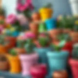 Variety of colorful flower pots arranged beautifully