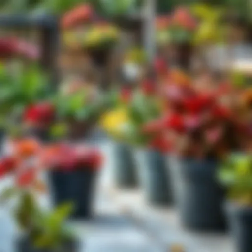 Aesthetic Arrangement of Plants Aesthetic arrangement of vibrant plants in 12 inch plastic pots on a patio