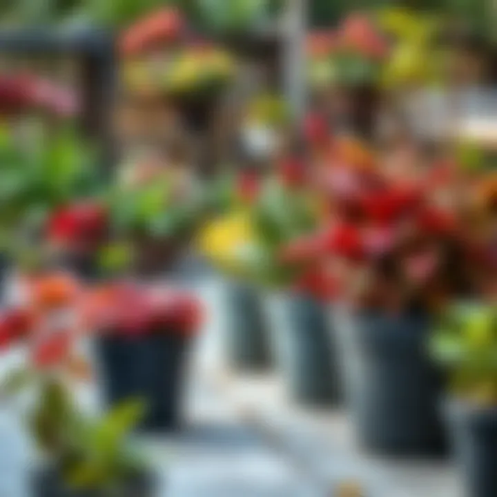 Aesthetic Arrangement of Plants Aesthetic arrangement of vibrant plants in 12 inch plastic pots on a patio