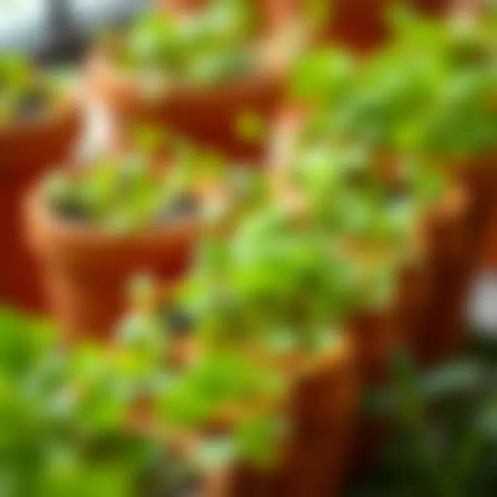 Close-up of vibrant microgreens thriving in terracotta setup